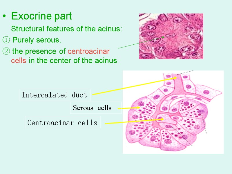 Exocrine part  Structural features of the acinus: ① Purely serous.  ② the